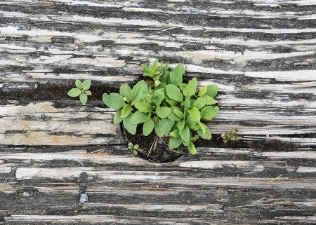 2014-08-life-of-pix-free-stock-photos-green-plant-wood